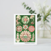 Ernst Haeckel Discomedusae (Aurelia) Nieuw adres Aankondigingskaart (Staand voorkant)