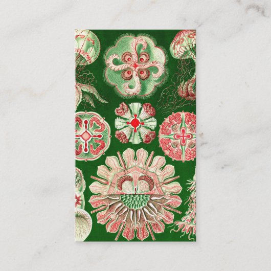 Ernst Haeckel Discomedusae (Aurelia) Visitekaartje (Voorkant)