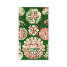 Ernst Haeckel Discomedusae (Aurelia)