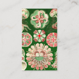 Ernst Haeckel Discomedusae (Aurelia) Visitekaartje