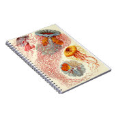 Ernst Haeckel "Discomedusae - Desmonema" Notitieboek (Rechterzijde)