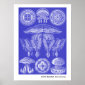 Ernst Haeckel Discomedusae III Poster (Voorkant)