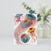 Ernst Haeckel Discomedusae Jellyfish Briefkaart (Staand voorkant)