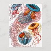 Ernst Haeckel Discomedusae Jellyfish Briefkaart (Voorkant)