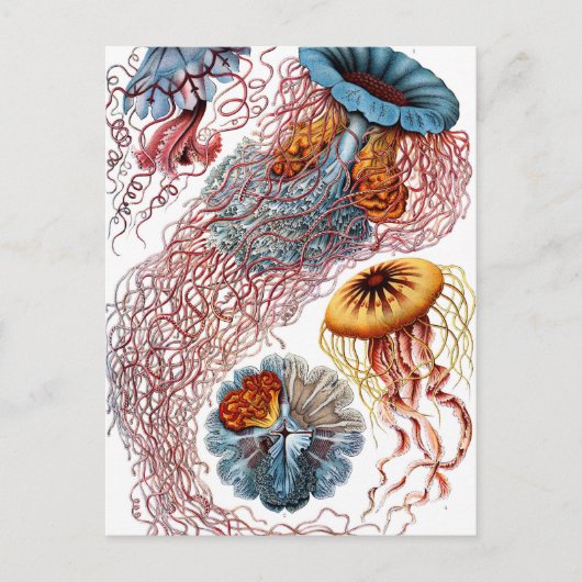 Ernst Haeckel Discomedusae Jellyfish Briefkaart (Voorkant)
