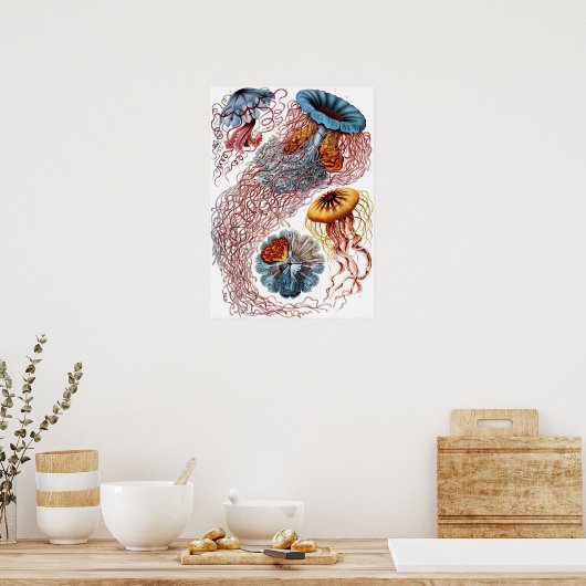Ernst Haeckel Discomedusae Jellyfish Poster (Keuken)