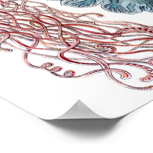 Ernst Haeckel Discomedusae Jellyfish Poster (Hoek)