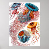 Ernst Haeckel Discomedusae Jellyfish Poster (Voorkant)