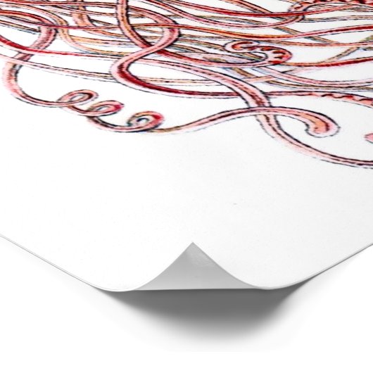 Ernst Haeckel Discomedusae Poster (Hoek)