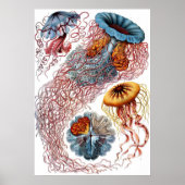 Ernst Haeckel Discomedusae Poster (Voorkant)