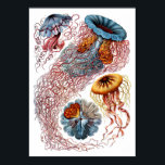 Ernst Haeckel Discomedusae Poster<br><div class="desc">The 8th Plate from Ernst Haeckel's Kunstformen der Natur of 1904. This print features various jelly fish.</div>