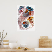 Ernst Haeckel Discomedusae Poster (Keuken)