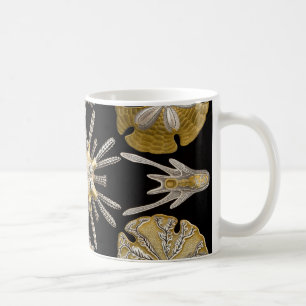 Ernst Haeckel Echinidea Zee Urchins Koffiemok