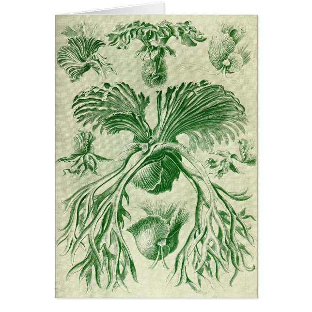 Ernst Haeckel - Filicinae (Voorkant)