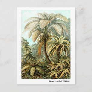 Ernst Haeckel Filicinae Briefkaart