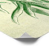 Ernst Haeckel - Filicinae Poster (Hoek)