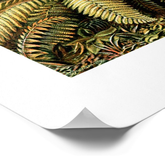 Ernst Haeckel Filicinae Poster (Hoek)