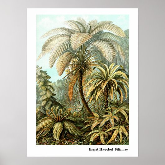 Ernst Haeckel Filicinae Poster (Voorkant)