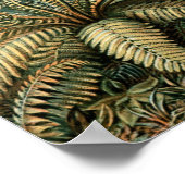 Ernst Haeckel  Filicinae Print (Hoek)