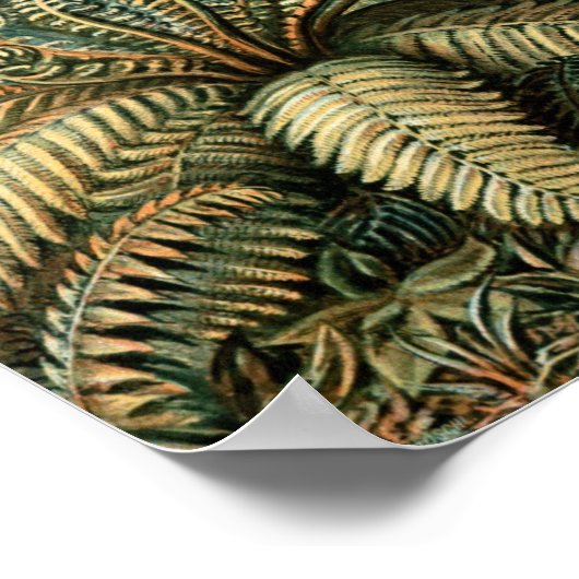 Ernst Haeckel  Filicinae Print (Hoek)