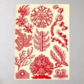 Ernst Haeckel - Florideae Poster (Voorkant)