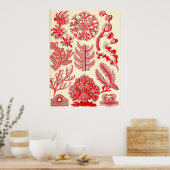 Ernst Haeckel - Florideae Poster (Keuken)