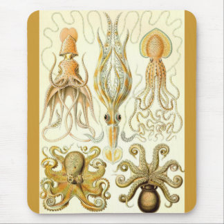 Ernst Haeckel - Gamochonia Muismat