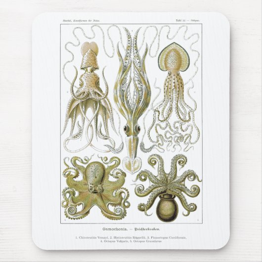 Ernst Haeckel Gamochonia Octopus & Squid Muismat (Voorkant)