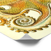 Ernst Haeckel - Gamochonia Poster (Hoek)