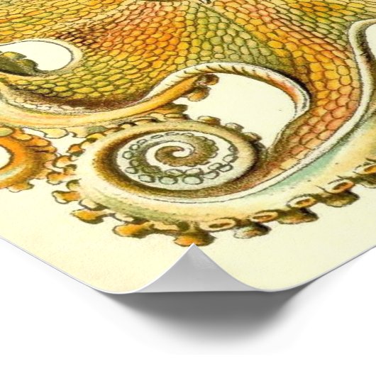 Ernst Haeckel - Gamochonia Poster (Hoek)