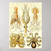 Ernst Haeckel - Gamochonia Poster (Voorkant)