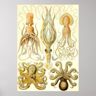 Ernst Haeckel - Gamochonia Poster