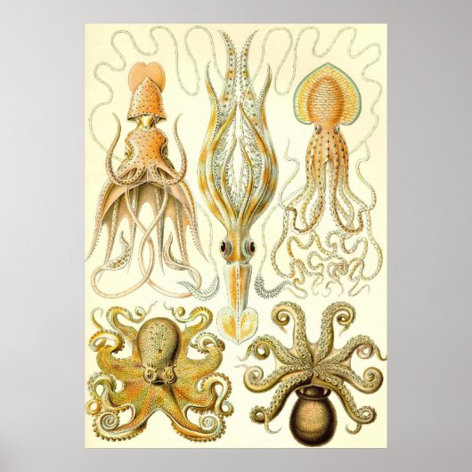 Ernst Haeckel - Gamochonia Poster (Voorkant)
