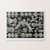 Ernst Haeckel Gorgonia Legpuzzel (Horizontaal)