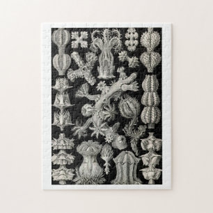 Ernst Haeckel Gorgonia Legpuzzel