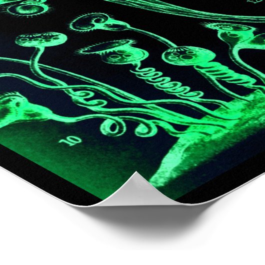  Ernst Haeckel Green & Black Poster Print (Hoek)