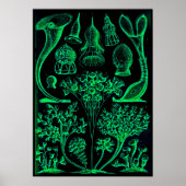  Ernst Haeckel Green & Black Poster Print (Voorkant)