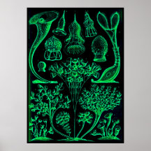 Ernst Haeckel Green & Black Poster Print