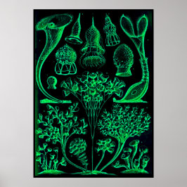  Ernst Haeckel Green & Black Poster Print
