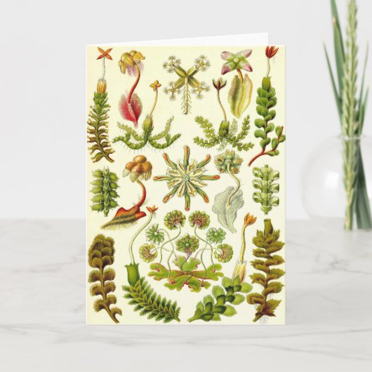 Ernst Haeckel - Hepaticae Kaart (Voorkant)