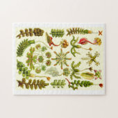Ernst Haeckel Hepaticae Legpuzzel (Horizontaal)