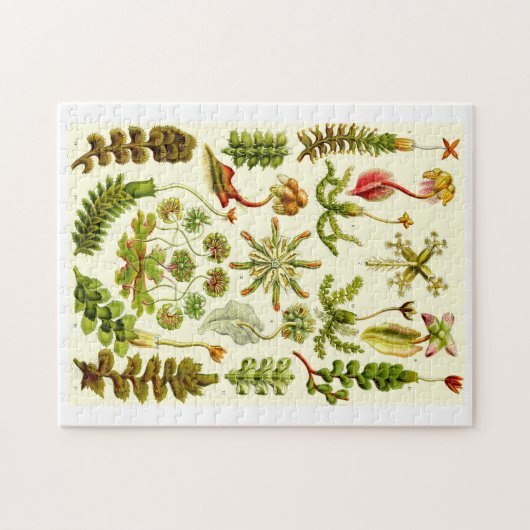 Ernst Haeckel Hepaticae Legpuzzel (Horizontaal)