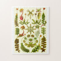 Ernst Haeckel Hepaticae