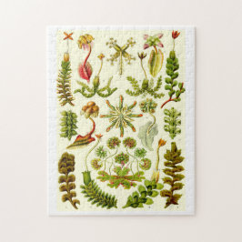 Ernst Haeckel Hepaticae Legpuzzel