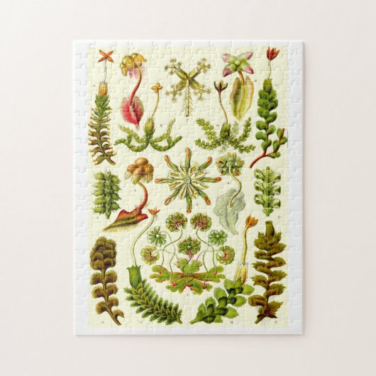 Ernst Haeckel Hepaticae Legpuzzel (Verticaal)