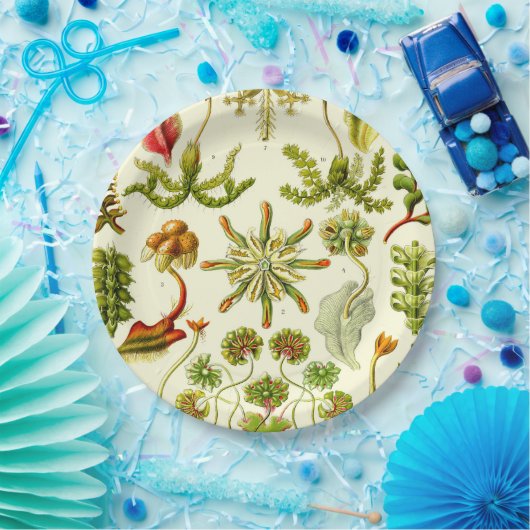 Ernst Haeckel Hepaticae Papieren Bordje (Feest)