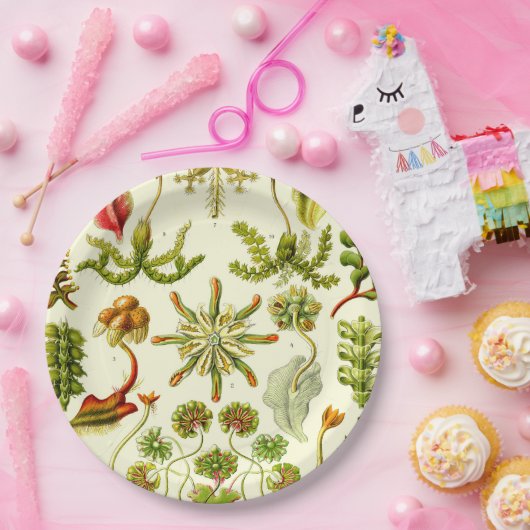 Ernst Haeckel Hepaticae Papieren Bordje (Feest)