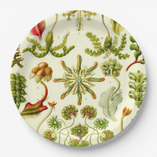 Ernst Haeckel Hepaticae Papieren Bordje