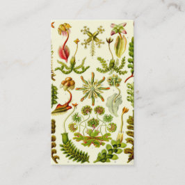 Ernst Haeckel Hepaticae Visitekaartje