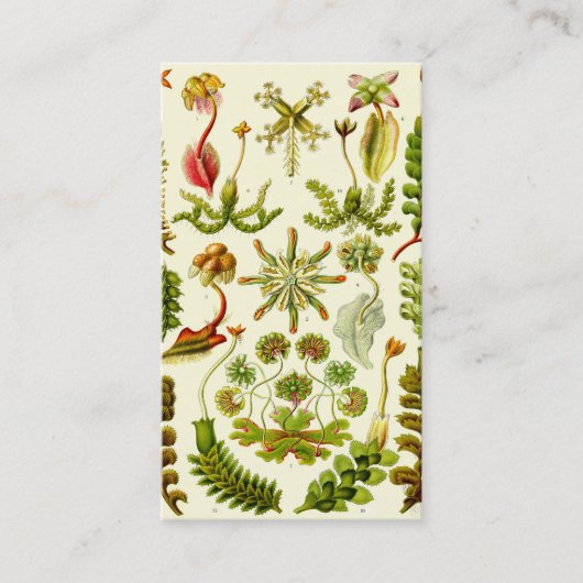 Ernst Haeckel Hepaticae Visitekaartje (Voorkant)